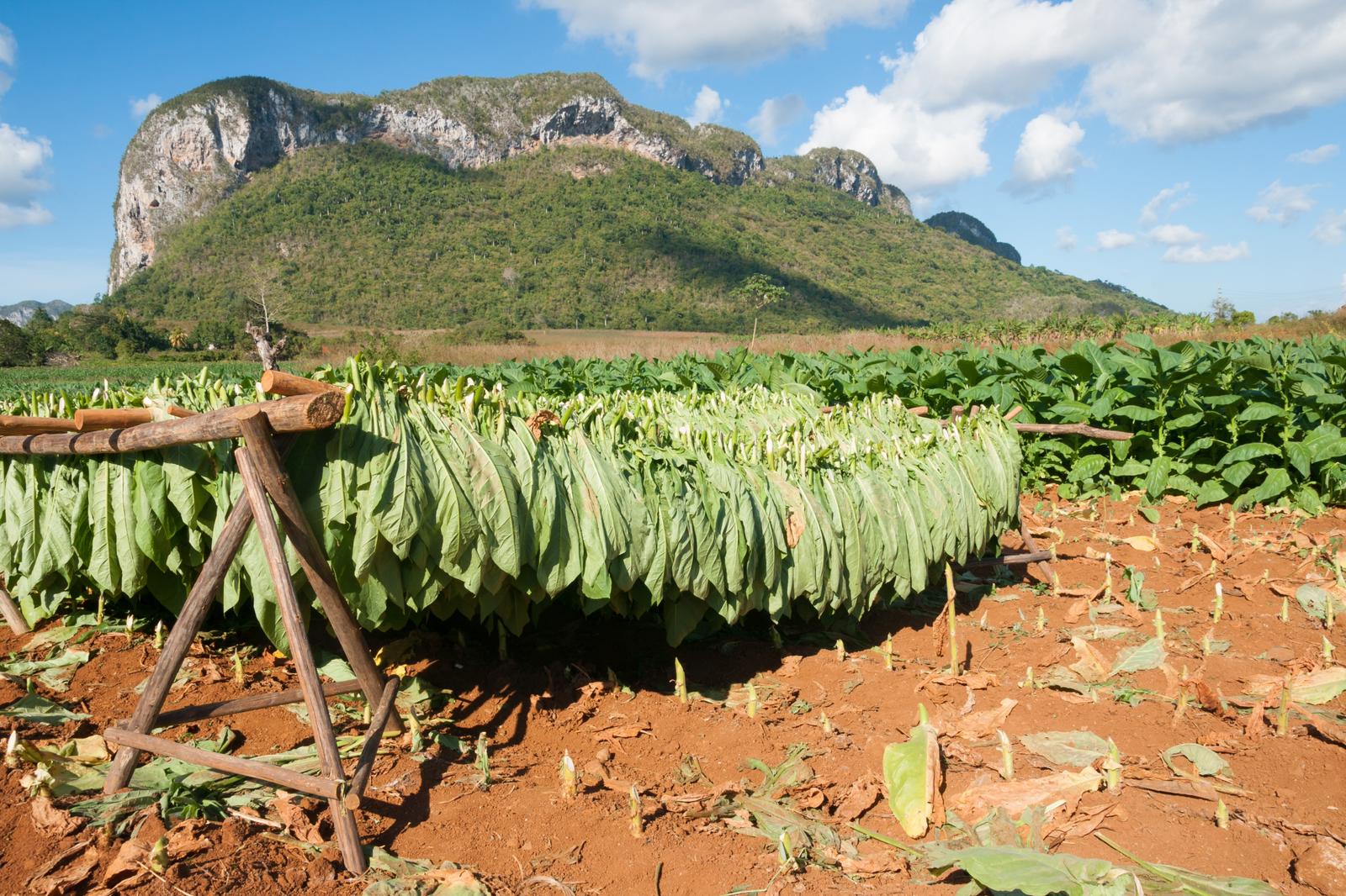 Ruta del Tabaco - Viaje organizado a Cuba - Aseretrip (3)